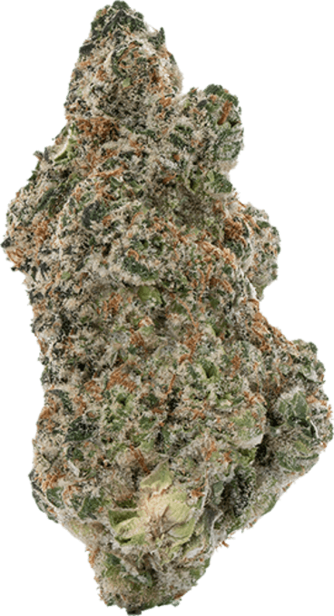 Gator Breath